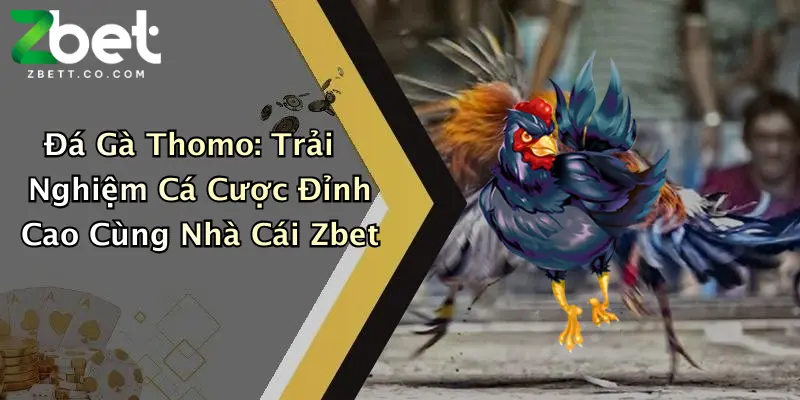 Đá Gà Thomo: Trải Nghiệm Cá Cược Đỉnh Cao Cùng Nhà Cái Zbet