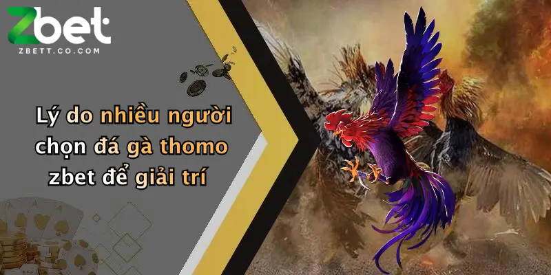 Lý do nhiều người chọn đá gà thomo zbet để giải trí