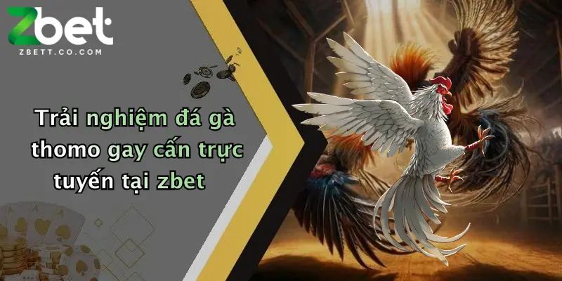 Trải nghiệm đá gà thomo gay cấn trực tuyến tại zbet
