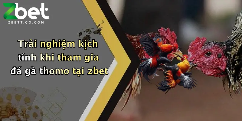 Trải nghiệm kịch tính khi tham gia đá gà thomo tại zbet