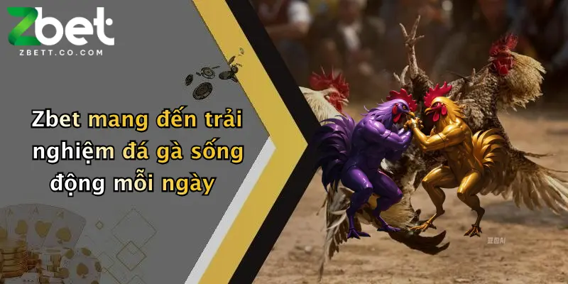 Zbet mang đến trải nghiệm đá gà sống động mỗi ngày